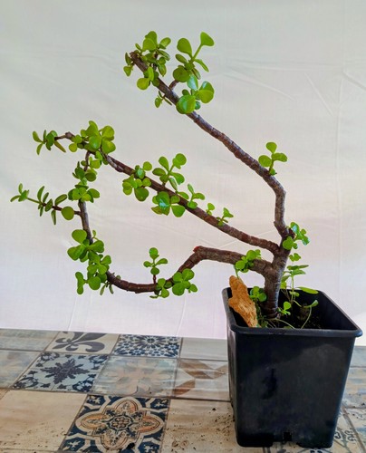 Pre bonsai portulacaria - bonsai,