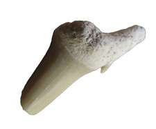 Dente squalo fossile - di,
