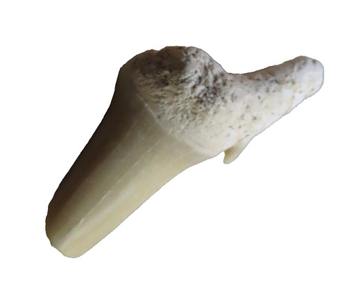 Dente squalo fossile - di,