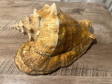 Conchiglia grande  gigante  da collezione naturale Caraibi 24Cm