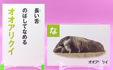 Carta Karuta formichiere