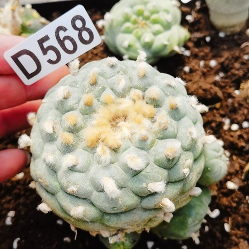 D568 astrophytum - d568--, ----astrophytum