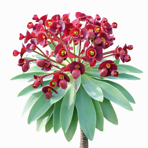 Euphorbia atropurpurea 100