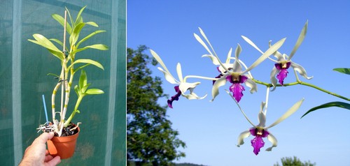 Dendrobium lili marlene - lili,