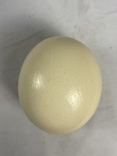 Guscio d'uovo di struzzo vero