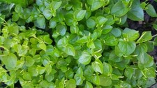 2000+ SEED Peperomia