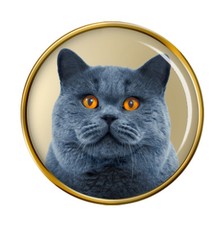British Gatto Shorthair