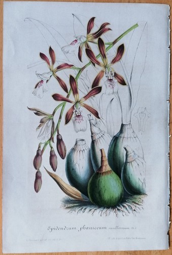 Van houtte flore serres - de,