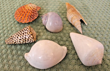 lotto conchiglie da collezione