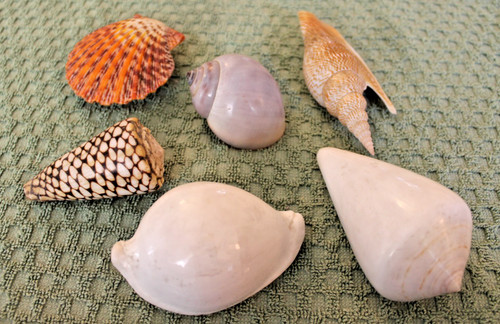 Lotto conchiglie collezione - da,