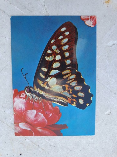 Cartolina grande farfalla - cartolina,