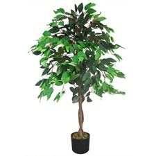 Ficus benjamin fico betulla - ficus,