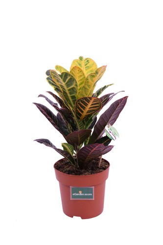 Pianta vera croton - vera, di