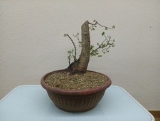 BONSAI OLMO (ULMUS MINOR)🌄