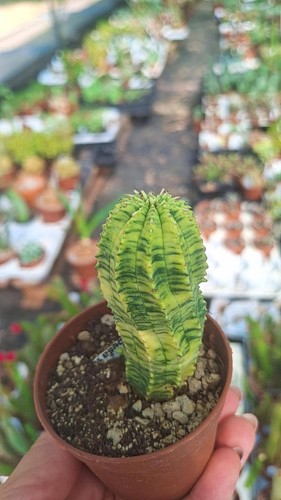 Euphorbia obesa hybrid - euphorbia,