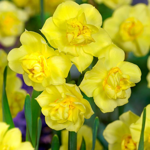 Narcisi bulbi fiori - bulbi, cipolle
