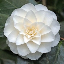Camelia bianca "Camellia