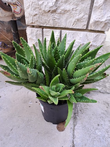 Piante aloe arborescens in - piante,
