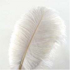 Piume struzzo decorazione - piume, struzzo,