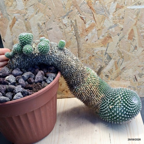 Mammillaria geminispina vaso - mammillaria,