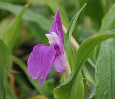 Graines gingembre - 4,