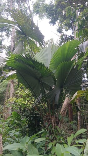 Sabinaria magnifica semi - sabinaria, 2