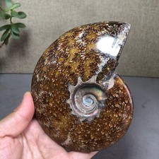 137mm Top raro conchiglia