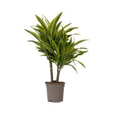 Dracena Dracaena deremensis