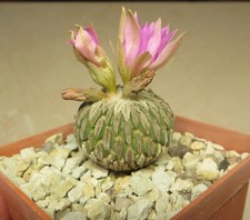 pelecyphora aselliformis