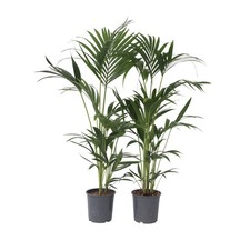 Plant in a Box 2 Kentia Howea forsteriana 90cm Palma da interno