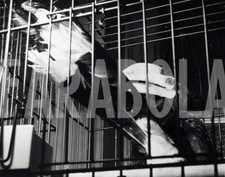 Foto vintage Uccelli, 1960, Uccello Calao (Bucero), Stampa 17 x 12 cm