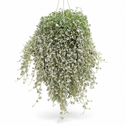 Dichondra argentea h80 vaso - dichondra, cm