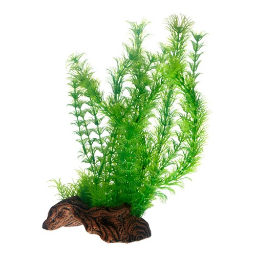 Hobby flora root - flora, l