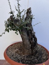 PRE BONSAI  DI OLIVASTRO