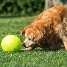 XXL Palla da Tennis per Cani -