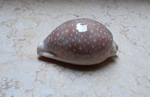 Cypraea camelopardalis 86 - f,