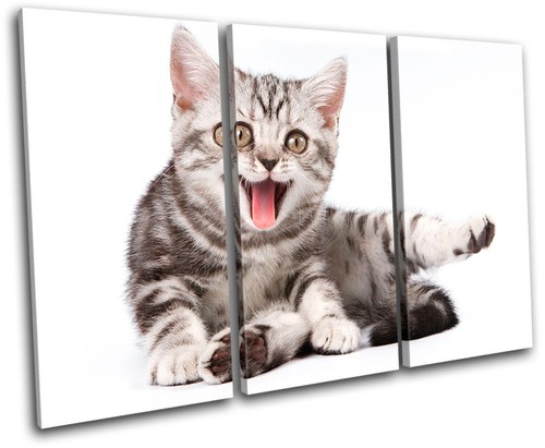 Kittens cats pets - cats, animals