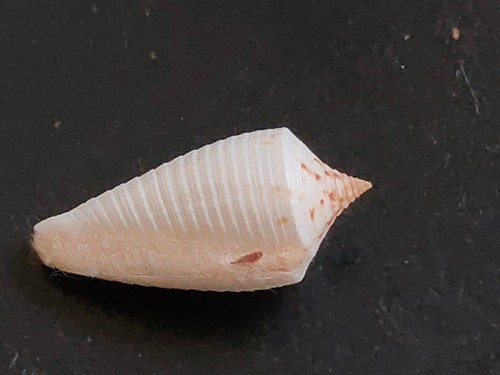 Conchiglia shell conus - conchiglia,