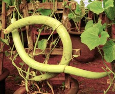 Cucumis sativus 'Chinese Snake Cucumber' SEMI - Semi di serpente cinese