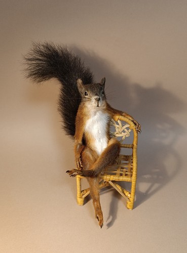 Taxidermy cabinet de - taxidermy,,