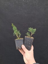 Juniperus chinensis kishu - 2x,