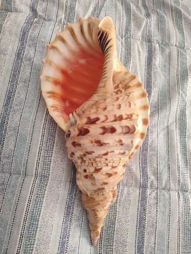 Conchiglia gigante - conchiglia,