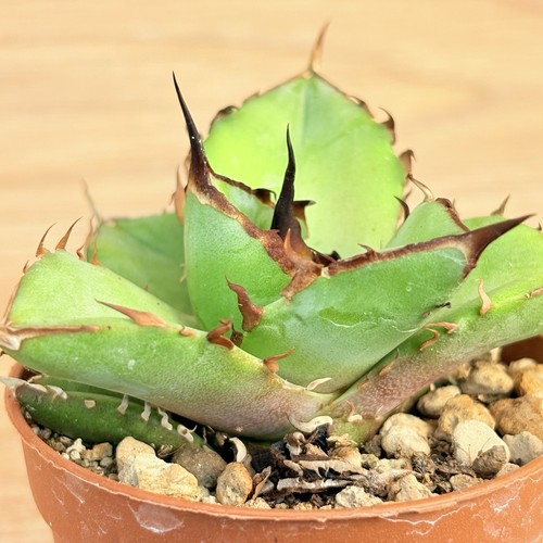 Agave titanota thunder pot - thunder,