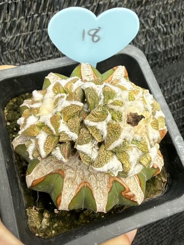 Ariocarpus kotschoubeyanus - ariocarpus,