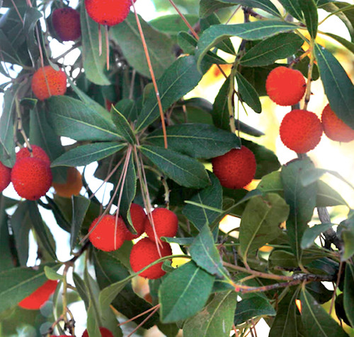 Piante vere corbezzolo - 2,