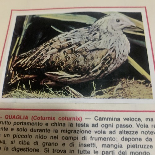 Figurina 180 animali - n.,