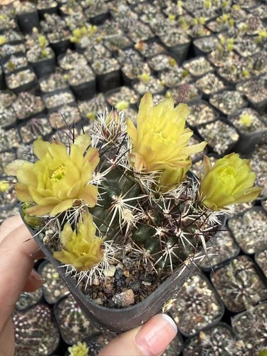 Rara pianta succulenta