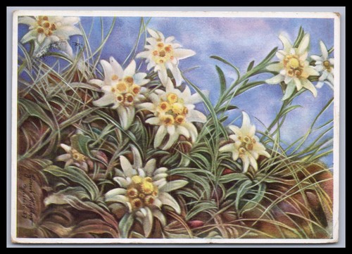 Cartolina arte hans richter - arte,