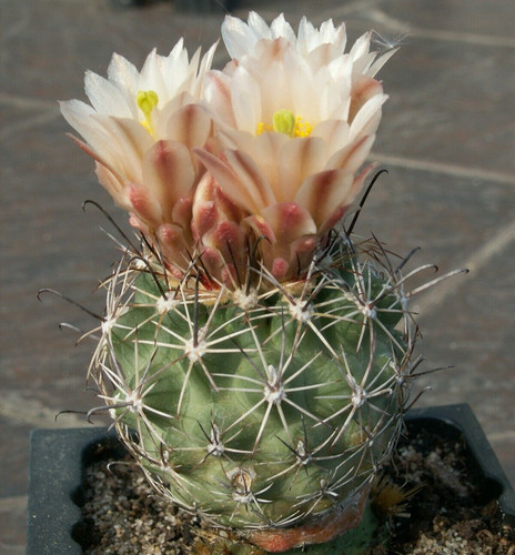 Sclerocactus mesae verdae - , sb