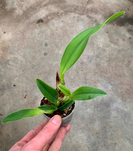 Cattleya maxima var alba top - cattleya,